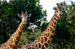 Giraffes May Understand Math Better Than 12% of U.S. Adults