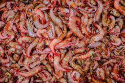Senator Fears Foreign Shrimp May Make Him Grow a Third Ear