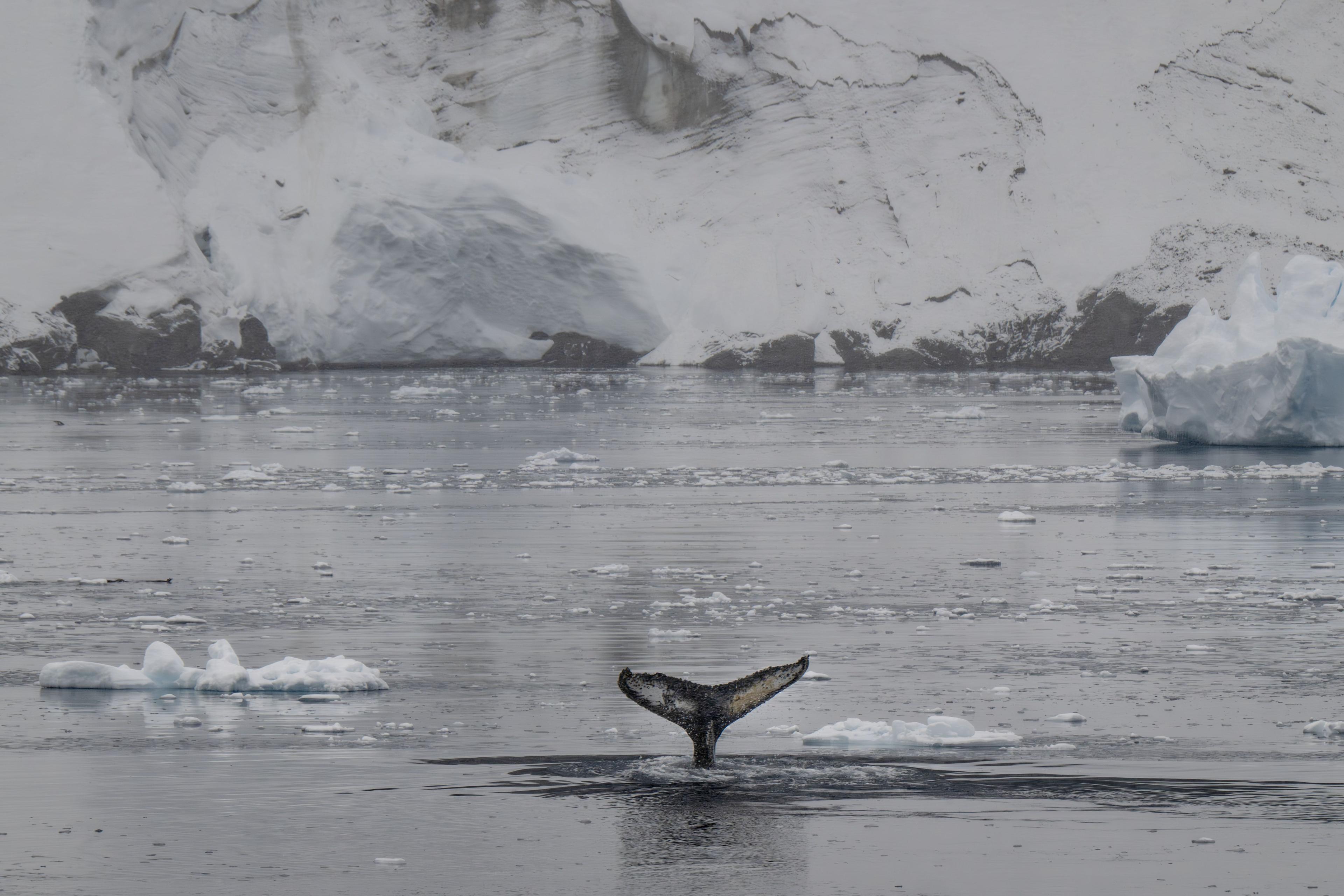 An image of CAUGHT ON CAMERA: 21st-Century Jonah and the Whale