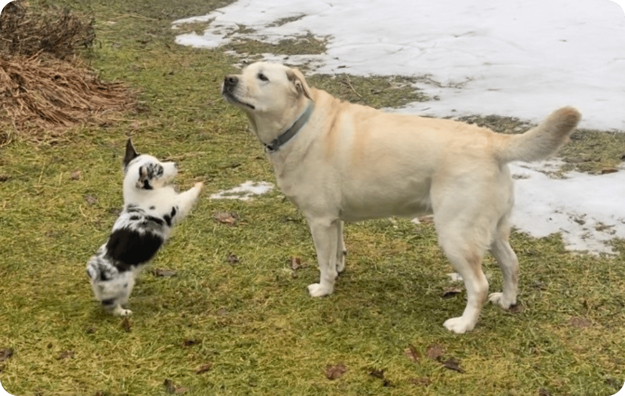 An image of They Want to Trans Your Pets