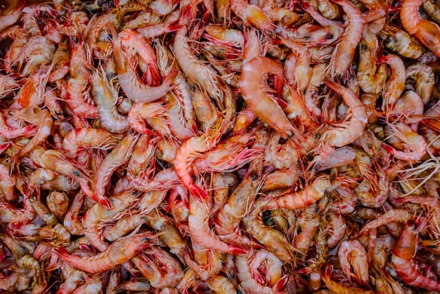 Senator Fears Foreign Shrimp May Make Him Grow a Third Ear